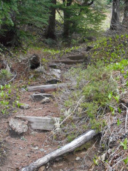 20150525 Indian Henry’s Hunting Ground via Kautz Creek Trail, MRNP