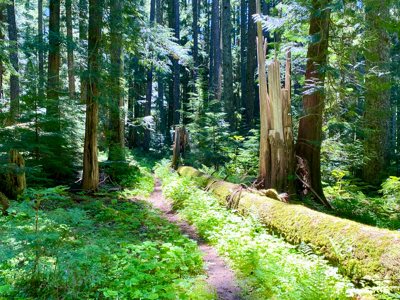 20240609 Encounters with Iris tenax, & a Hike to Packwood Lake, GPNF