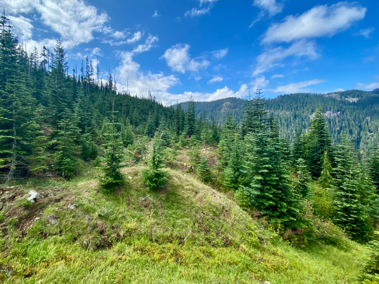 20240825 Scouting along Cortright Ridge, USFS 45-077 Rd, GPNF